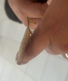 Insecto hoja fantasma